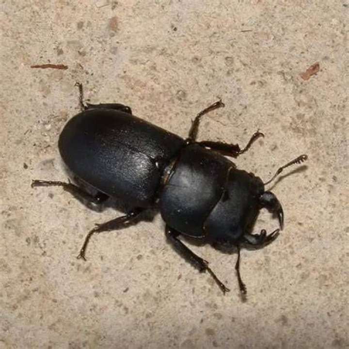 Dorcus