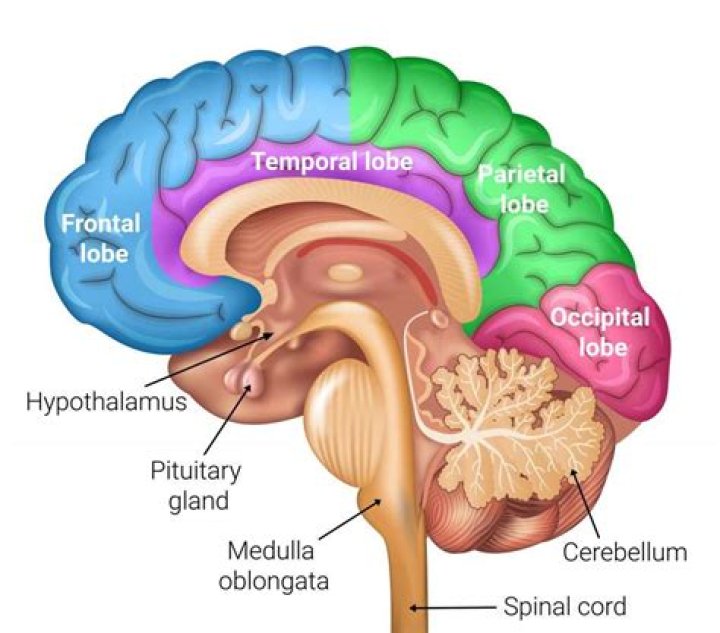 The Brain